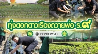 ดอกดาวเรือง