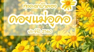 ทุ่งดอกบัวตอง