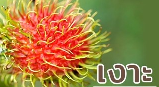 วิธีเลือกซื้อผลไม้