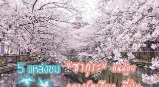 ซากุระญี่ปุ่น