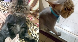 แมวเปอร์เซีย