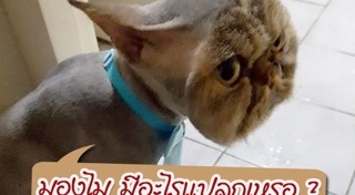 แมวเปอร์เซีย