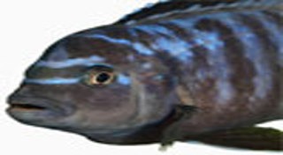 ปลาหมอสี