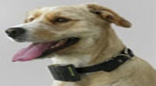 ปลอกคอแมว