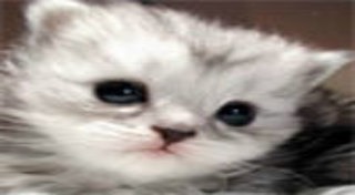 วิธีฝึกแมว