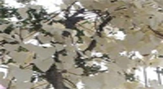 ต้นโพธิ์