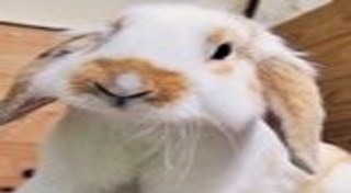 วิธีเลี้ยงกระต่าย