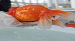 ปลาสวยงาม