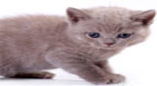 วิธีฝึกแมว