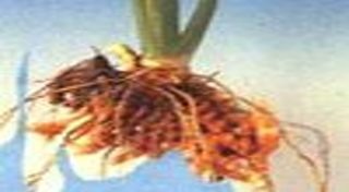 ขมิ้นชัน