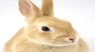 วิธีเลี้ยงกระต่าย