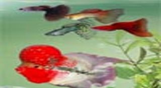 ปลาสวยงาม