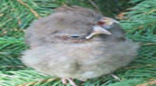 นกประหลาด