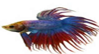 ปลาสวยงาม