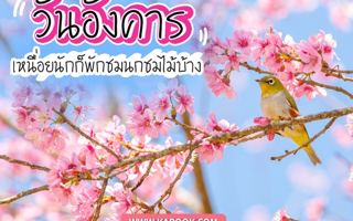 ดวงวันนี้