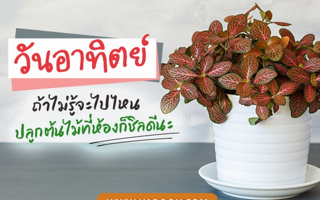 ดวงวันนี้