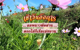 ดวงวันนี้