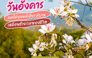 ดวงวันนี้