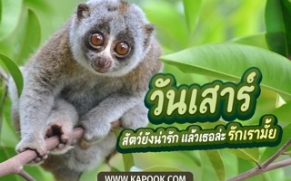 ดวงวันนี้