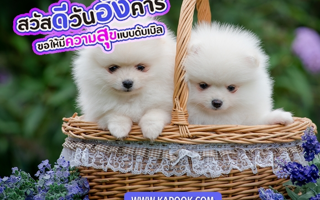 ดวงวันนี้