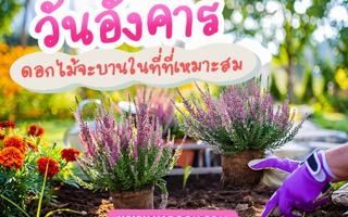 ดวงวันนี้