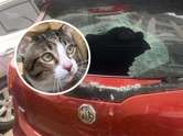 เปิดเลขทะเบียนรถ น้องซิฟู แมวอ้วนตกใส่กระจก ลุ้นโชคเลขเด็ดงวดนี้ 1/6/66