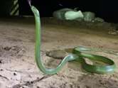 งูเขียวยักษ์ โผล่ชูคอตอนเชิญวิญญาณหนุ่มคำชะโนด จมน้ำดับ ตีออกมาเป็นเลขเด็ดงวดนี้
