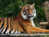 จัดชุดใหญ่ ! หวยเสือตกถังพลังเงินดี แจกเลขเด็ดงวดนี้ 1 ส.ค. 69 เน้น 2 ตัวแน่น ๆ 