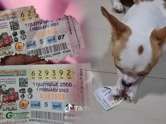 หนุ่มใจหายวาบ ทุกขลาภจากการถูกหวย 4,000 เจอน้องกำลังกัด หมาคาบไปxxxของจริง !
